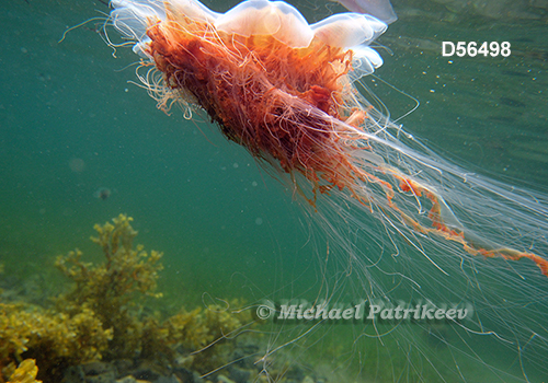 Lion's Mane Jellyfish (Cyanea capillata)